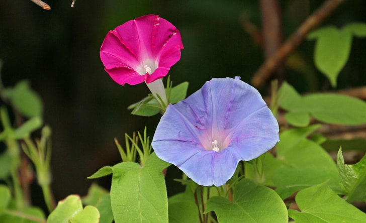 blue and pink flower, morning glory, flowers, bindweed, green, close-up, HD wallpaper
