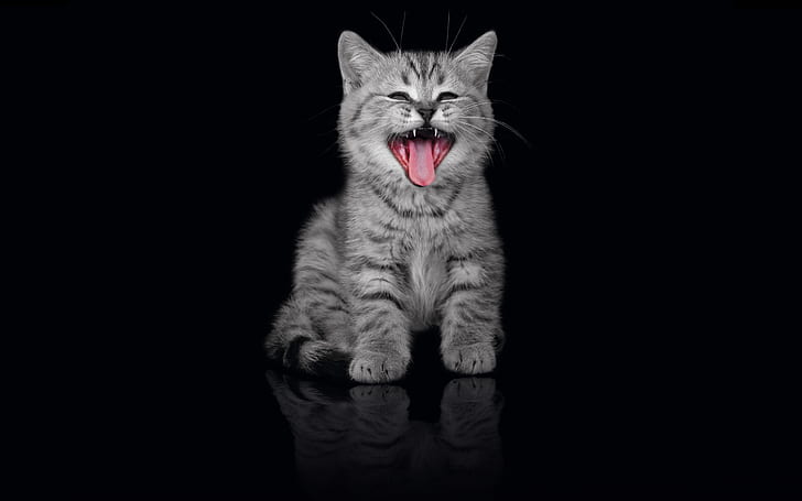 kitty, grey, black background, pussy, meow, HD wallpaper