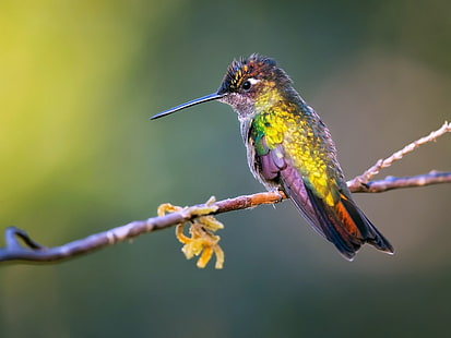 Uccelli, colibrì, uccelli, fauna selvatica, Sfondo HD HD wallpaper