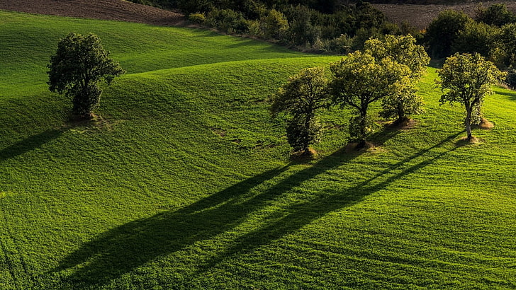 green grass field with trees, nature, landscape, trees, field, grass, hills, sunlight, shadow, forest, HD wallpaper