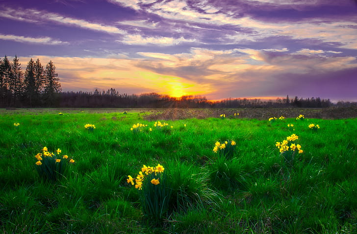 yellow petaled flowers surrounds with grass during daytime photo, Daffodil, Sunset, Roadside, yellow, flowers, grass, daytime, photo, landscape, Mulino, Oregon, green, cloudy, springtime, spring, field, nature, flower, meadow, summer, outdoors, rural Scene, sky, beauty In Nature, sunlight, plant, sun, cloud - Sky, green Color, HD wallpaper