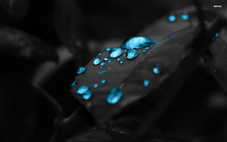 gelang manik-manik biru dan perak, pewarnaan selektif, tetesan air, tanaman, Wallpaper HD