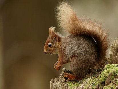 esquilo marrom no tronco da árvore, esquilo, roedor, natureza, mamífero, vida selvagem, marrom, ao ar livre, floresta, bonito, animais em estado selvagem, comer, árvore, HD papel de parede HD wallpaper
