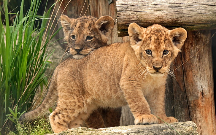 dois filhotes de tigre, filhote, bebê, crianças, leão, HD papel de parede