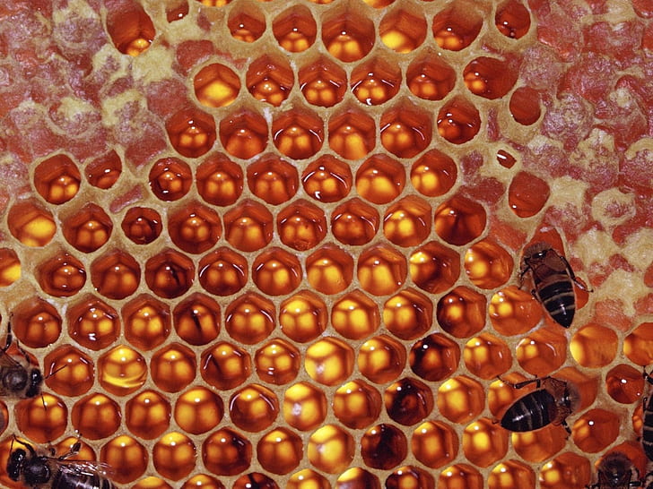 Honeycomb, Madu, Lebah, Penyerbukan, Serangga, Wallpaper HD