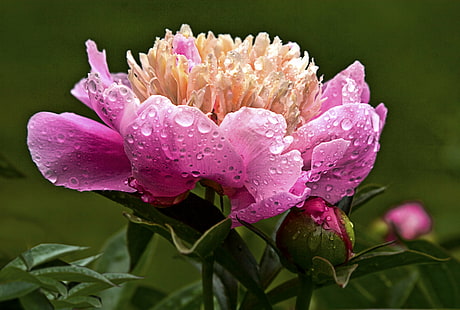 розово и оранжево цвете, мокро, божур, розово, оранжево цвете, боке, сезони, Масачузетс, превъзходство, цветя, цветове, природа, растение, цвете, венчелистче, розово Цвят, цвете Глава, лист, близък план, лято, красота Природата, HD тапет HD wallpaper