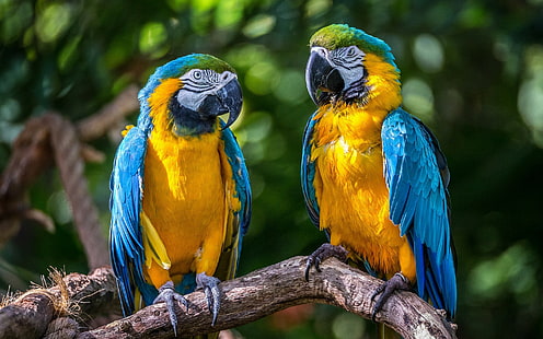 Blue-and-yellow macaw, yellow blue green parrots, couple, parrots, birds, Blue-and-yellow macaw, macaws, HD wallpaper HD wallpaper