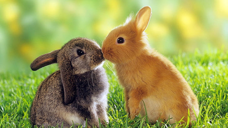 kissing, Small rabbits, animals, cute, grass, love, friendship, kissing, small rabbits, friendship, cute, grass, love, HD wallpaper