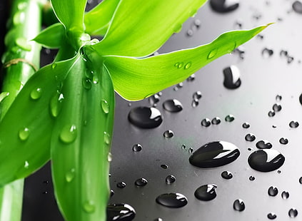 Bambusblätter, grüner Glücksbambus, Aero, Makro, Blätter, Bambus, Wassertropfen, HD-Hintergrundbild HD wallpaper