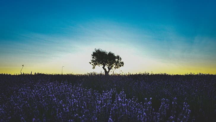 Lavendel, Frankreich, Pflanzen, Landschaft, HD-Hintergrundbild