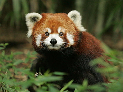 kırmızı panda, panda, doğa, hayvanlar, HD masaüstü duvar kağıdı HD wallpaper