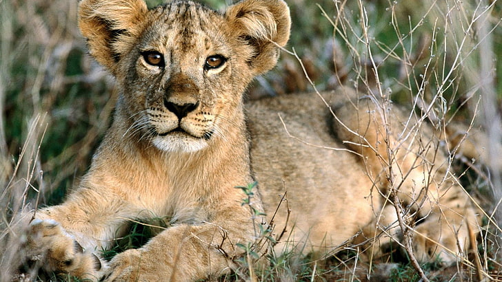 lion cub, animals, baby animals, lion, HD wallpaper