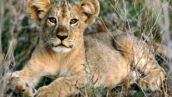 lion cub, animals, baby animals, lion, HD wallpaper HD wallpaper