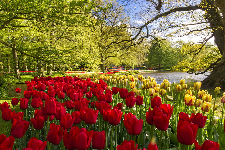 дървета, цветя, езерце, парк, жълто, лалета, червено, Холандия, Keukenhof, HD тапет