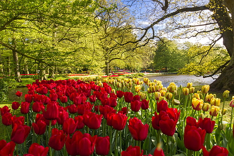 дървета, цветя, езерце, парк, жълто, лалета, червено, Холандия, Keukenhof, HD тапет HD wallpaper