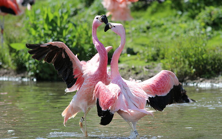 Flamingos dance, two flamingos, flamingos, Birds, dance, HD wallpaper