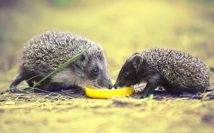 two gray hedgehogs, hedgehogs, lemon, food, thorns, HD wallpaper