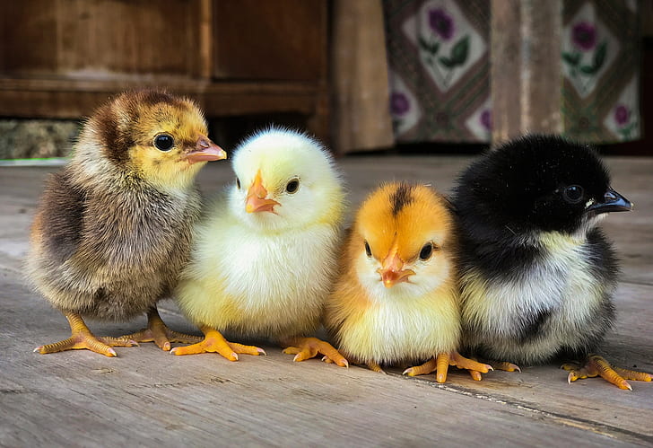 chickens, Chicks, Quartet, HD wallpaper