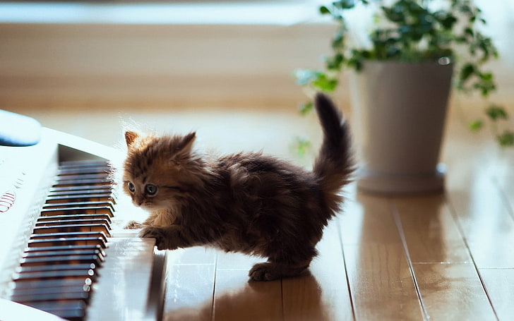 anak kucing abu-abu, hewan, kucing, anak kucing, binatang bayi, piano, Wallpaper HD