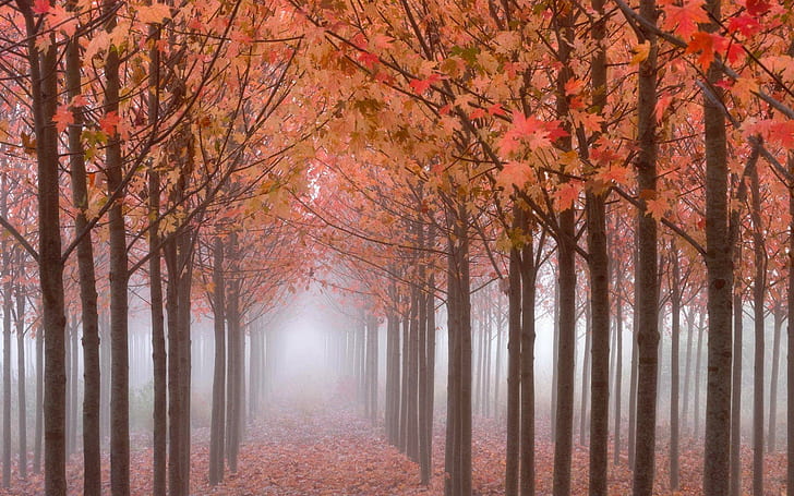Hohe Bäume Wald, Bäume, Wald, Strom, groß, Herbst, 3d und abstrakt, HD-Hintergrundbild