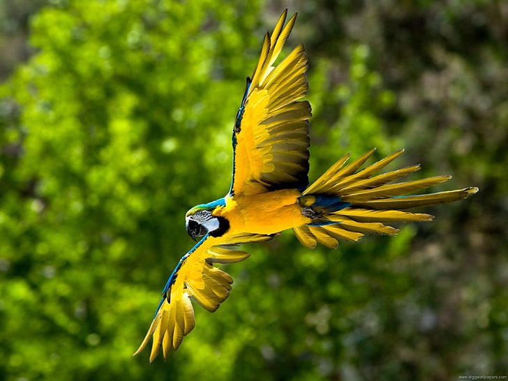 Flying Parrot-Photo HD Fond d'écran, Fond d'écran HD