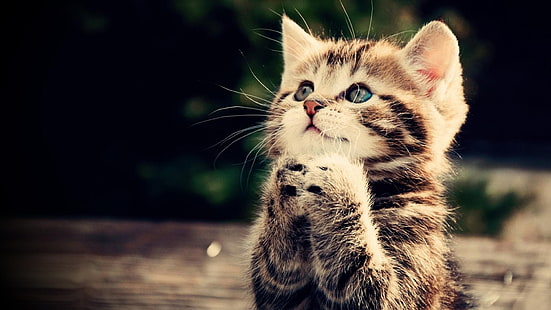 Prayer, kitten, cat, animal, cute, brown tabby kitten, prayer, kitten, cat, cute, HD wallpaper HD wallpaper