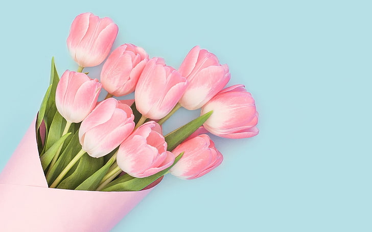 Einfache rosa Tulpen 2017 High Quality Wallpaper, HD-Hintergrundbild
