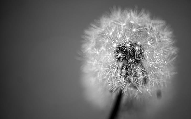 dandelion, fluff, seeds, black and white, HD wallpaper