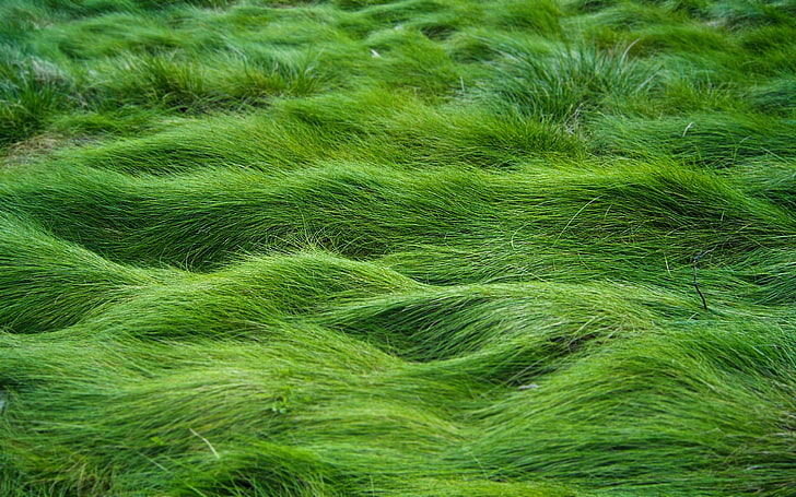 зелено тревно поле, трева, покривало, зелено, релеф, HD тапет