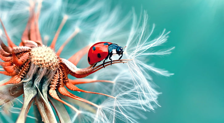 Ladybird on a Dandelion Seeds Macro, red and black ladybug, Aero, Macro, HD wallpaper
