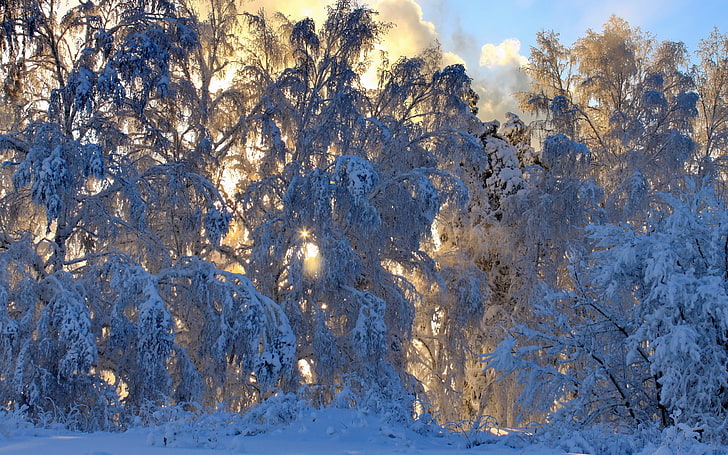 الشتاء ، الثلج ، الأشجار ، الصقيع ، ضوء الشمس المرقط، خلفية HD