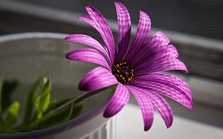 Wspaniały fioletowy kwiat, Tapety HD