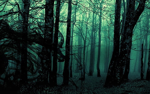 Темно, лес, Мрачно, пейзаж, природа, Манипуляция фото, Деревья, HD обои HD wallpaper