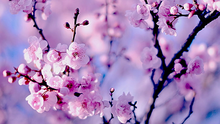 cherry blossom  computer  download, HD wallpaper
