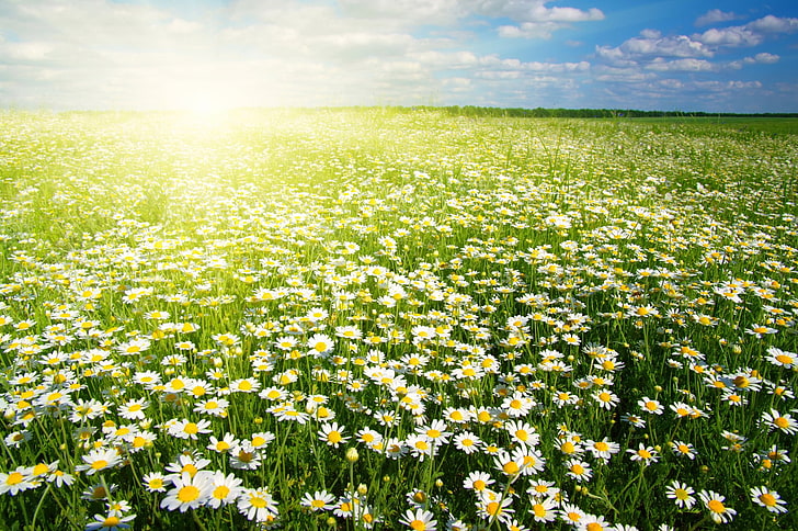 Flowers, Camomile, Earth, Field, Flower, Spring, Sun, Sunshine, White Flower, HD wallpaper