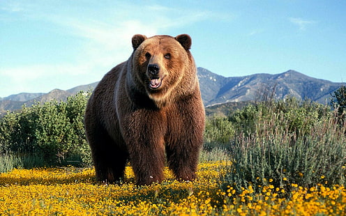 น่าอัศจรรย์ Grizzly กริซลี่ป่าหมีสัตว์, วอลล์เปเปอร์ HD HD wallpaper