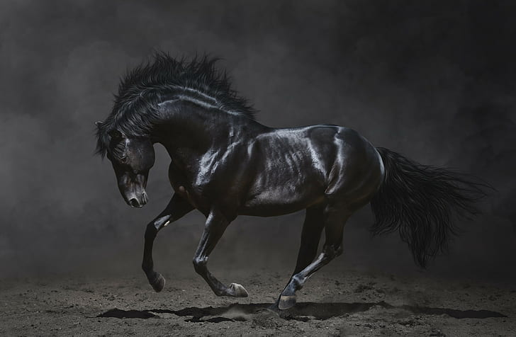 Kecantikan kuda hitam, kecantikan, surai, latar belakang gelap, kuda hitam, Wallpaper HD