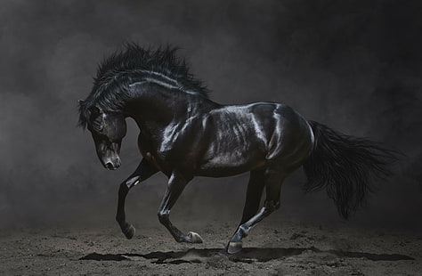 Салон черная лошадь, красота, грива, темный фон, черная лошадь, HD обои HD wallpaper