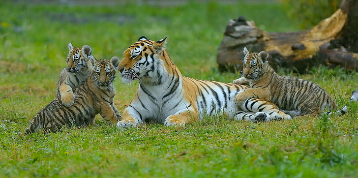Keibuan harimau, harimau, anak kucing, anaknya, keibuan, harimau betina, Wallpaper HD