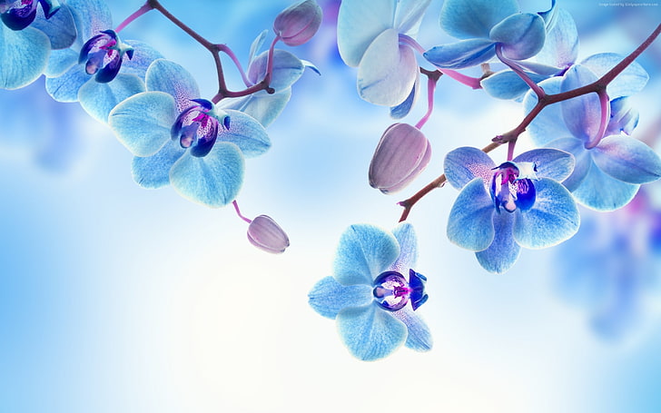 Orchid flowers blue-High Quality HD Wallpaper, blue petaled flower, HD wallpaper