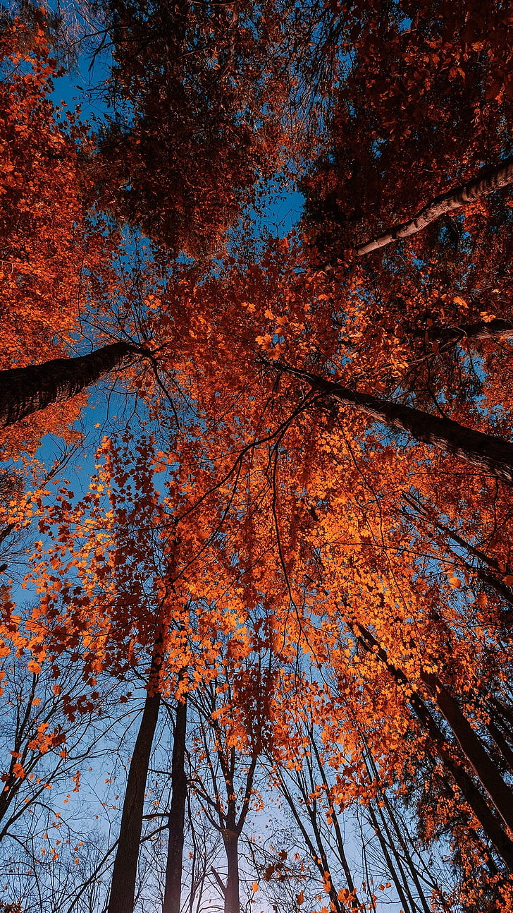 пейзаж, есен, дървета, листа, червени листа, HD тапет, тапет за телефон