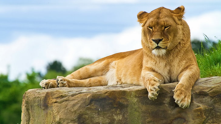 strong lioness picture, HD wallpaper