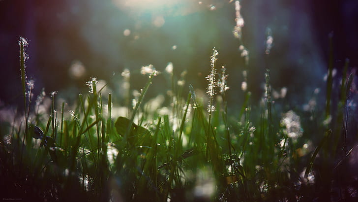 Warm Grass Macro Sunlight HD, ธรรมชาติ, มาโคร, แสงแดด, หญ้า, อบอุ่น, วอลล์เปเปอร์ HD