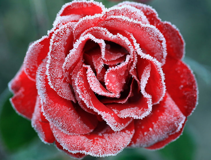 4K, Замразена роза, Червена роза, HD тапет
