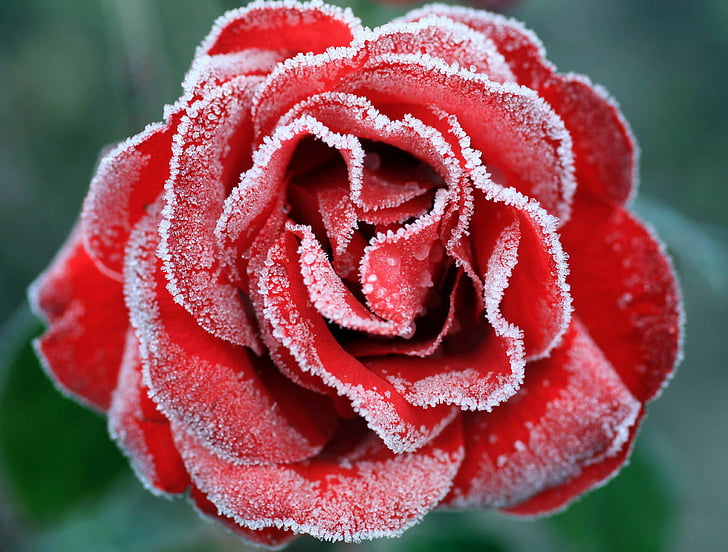 Frozen Rose, Red Rose, 4K, HD wallpaper