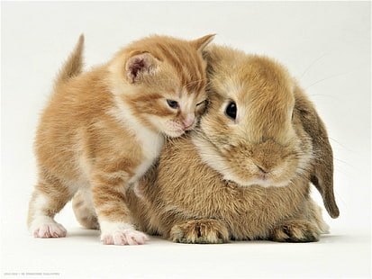 Animal, Cute, Baby Animal, Close-Up, Friend, Kitten, Pet, Rabbit, HD wallpaper HD wallpaper