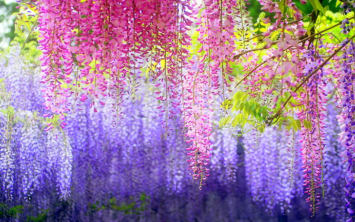 등나무의 아름다움 Hd Wallpaper (0862613), HD 배경 화면