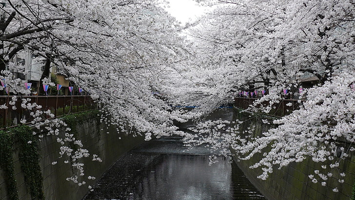 Cherry Blossoms ต้นไม้ธรรมชาติ, วอลล์เปเปอร์ HD