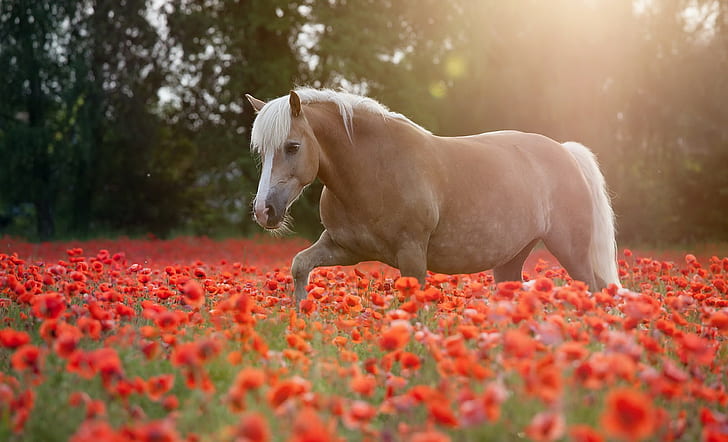 животные, лошадь, цветы, поле, маки, HD обои