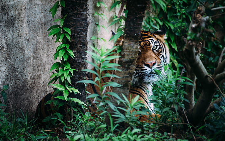Тигровые джунгли HD, животные, тигр, джунгли, HD обои
